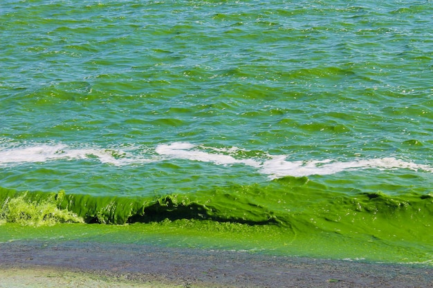 Foto Água verde florescendo. rio poluído de algas verdes