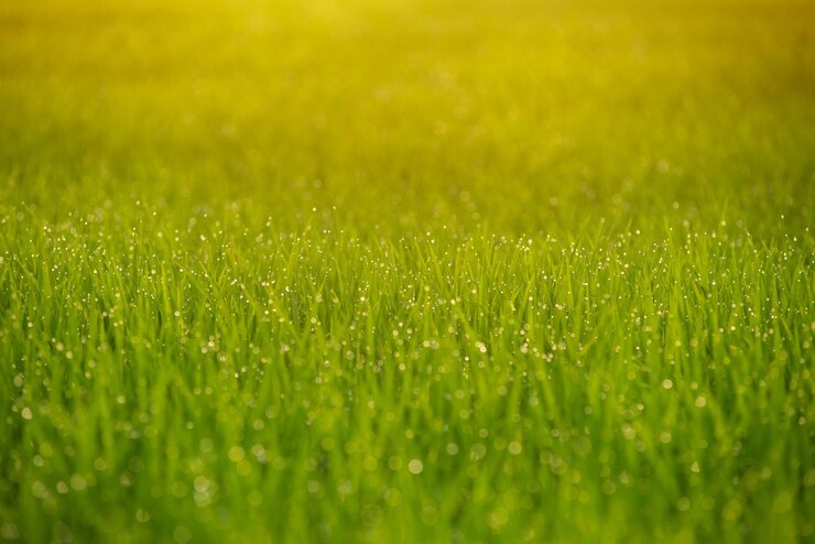 Agua en verde Gotas de rocío en hojas de arroz verde en el campo de arroz en la mañana
