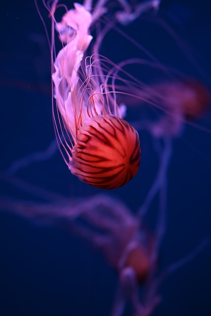 água-viva Rhizostoma no mar lindos banhos venenosos