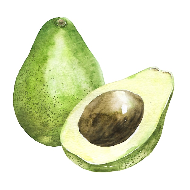 Aguacate acuarela