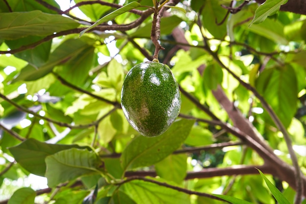 Aguacate aislado en árbol en jardín natural