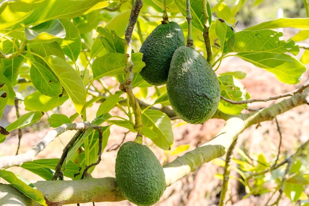 Aguacate Hass crece en árboles en el Valle del Elqui Chile