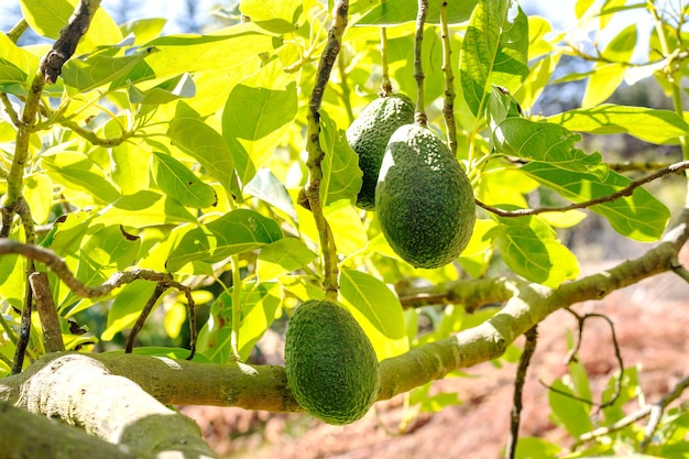 Aguacate Hass creciendo en un árbol joven