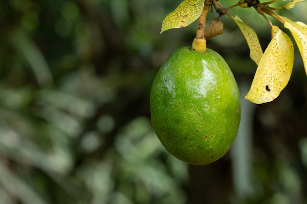 Aguacate en planta o aguacate crudo en árbol producto fresco en la granja orgánica de Tailandia