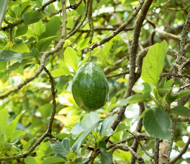 Aguacate en la planta.