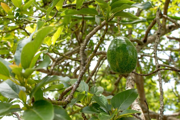 Aguacate en la planta.