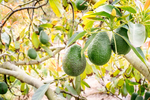 aguacate que crece en un árbol joven