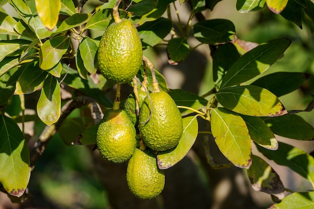 aguacate que crece en el árbol