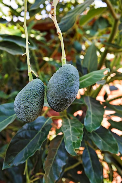 Aguacate verde que crece en un árbol