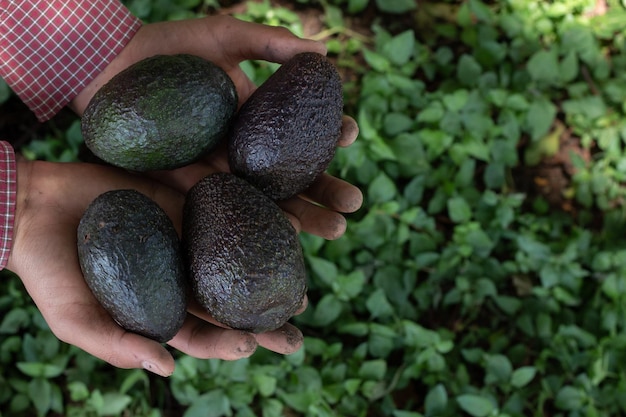 Aguacates cosechados en un huerto orgánico