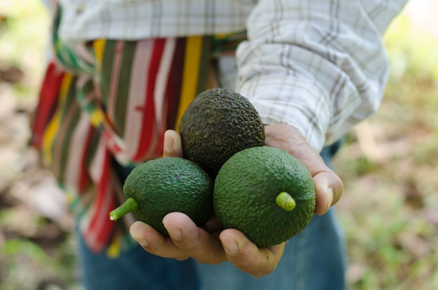 Foto aguacates en mano