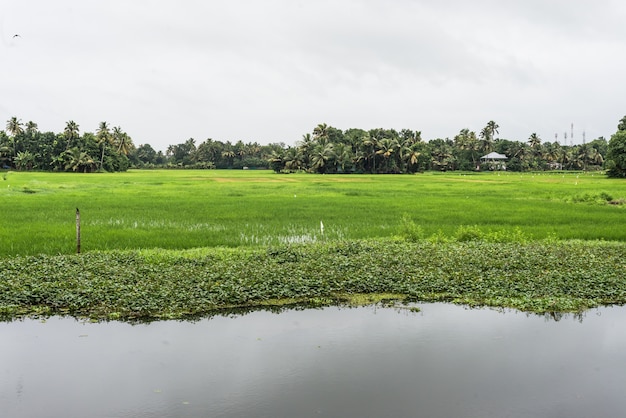 Águas de volta kerala rio da índia