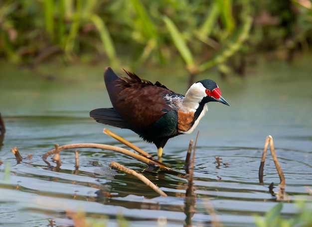 águas jacanas aladas geradas por ai