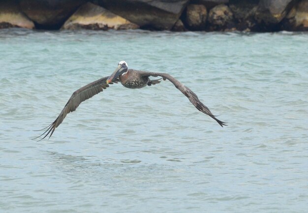 Águas tropicais com um grande pelicano voando sobre elas