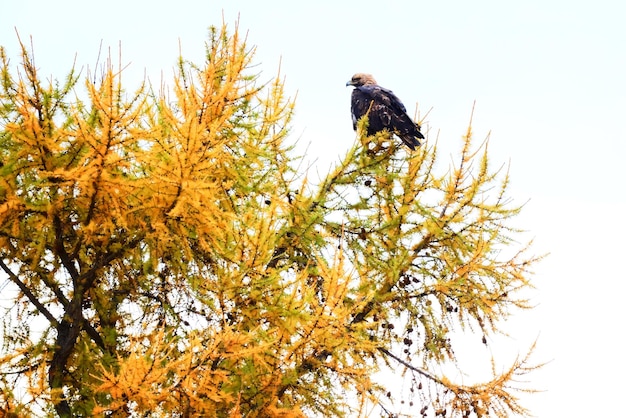 águia abutre em uma árvore de outono na natureza