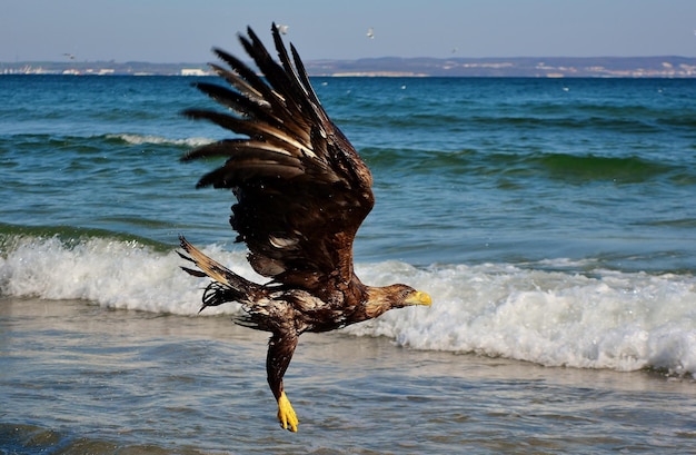 águia careca no mar