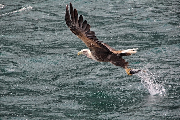 Águia com presa voando sobre o mar