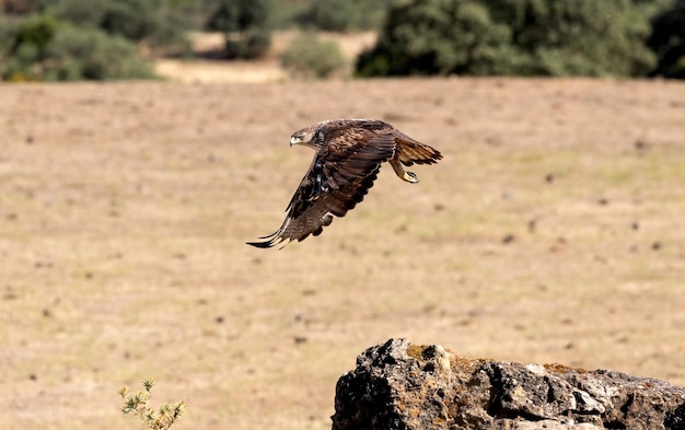 Águia de bonelli aquila fasciata em voo