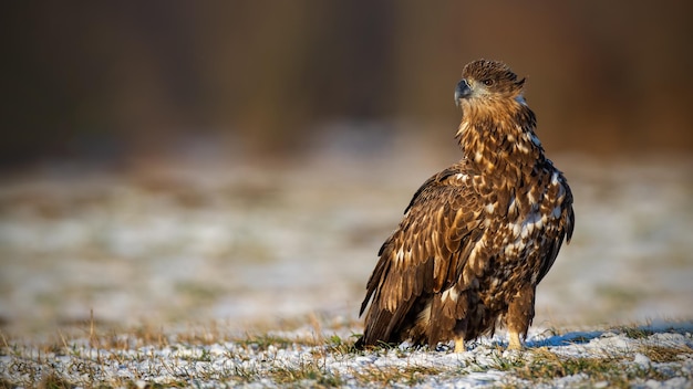 Águia de cauda branca juvenil haliaeetus albicilla no inverno sentada na neve