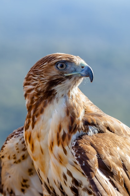 Águia de rabo vermelho (Buteo jamaicensis)