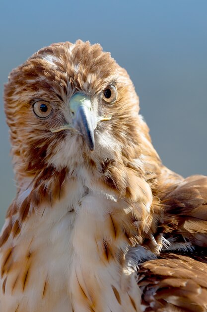 Águia de rabo vermelho (buteo jamaicensis)