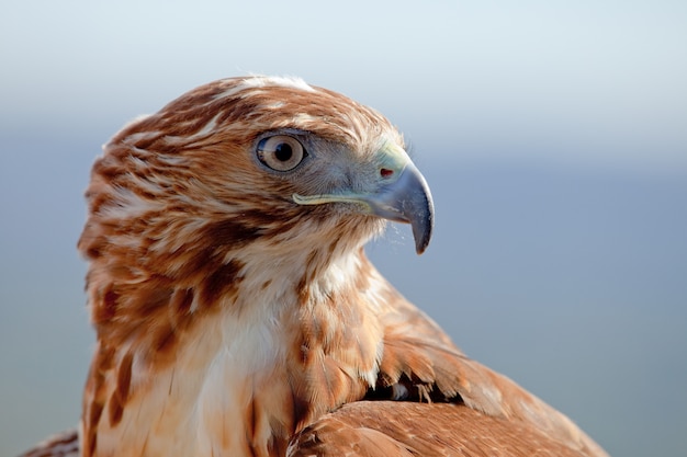 Águia de rabo vermelho (buteo jamaicensis)