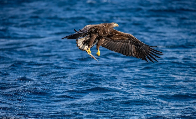 Foto Águia do mar steller em voo