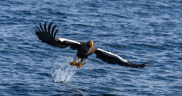 Foto Águia do mar steller em voo