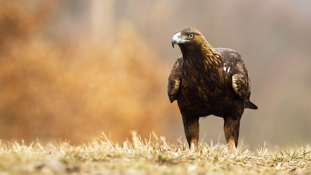 Águia dourada, aquila chrysaetos, com plumagem marrom e bico poderoso