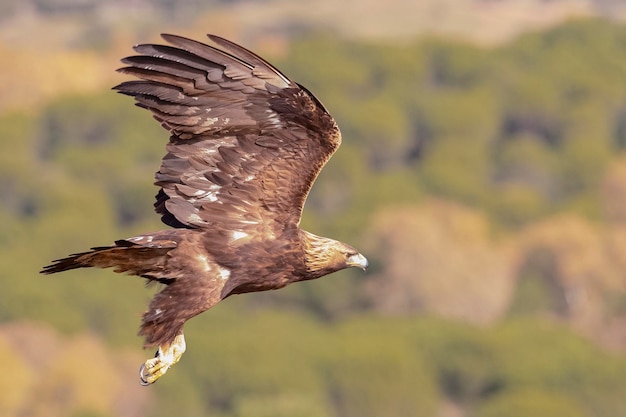 Águia dourada (Aquila chrysaetos homeyeri) Córdoba, Espanha