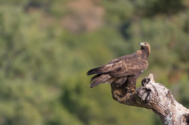 Águia dourada (aquila chrysaetos homeyeri) córdoba, espanha