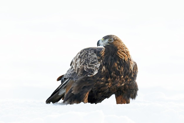 Águia dourada Aquila chrysaetos