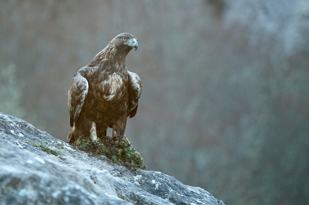 Águia-dourada macho adulto dentro de seu território em uma área montanhosa eurosiberiana