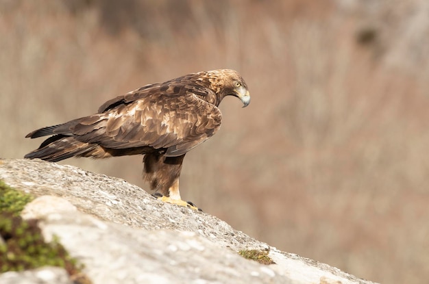 Águia dourada masculina adulta em uma área montanhosa de carvalhos e rochas com as primeiras luzes