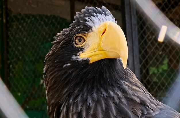 Águia grande em uma gaiola de zoológico