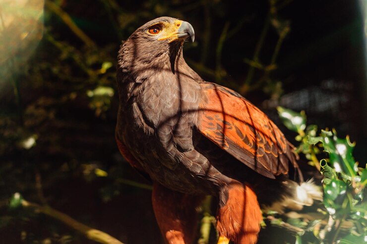 Foto águia harris em um zoológico em cima de um galho