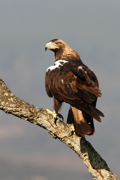 Foto Águia imperial espanhola adulta em sua torre de vigia favorita em uma floresta mediterrânea em um dia ventoso de manhã cedo