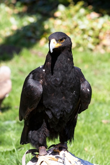 Águia negra