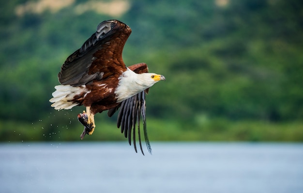 Águia-pescadora africana em voo com o peixe em suas garras.