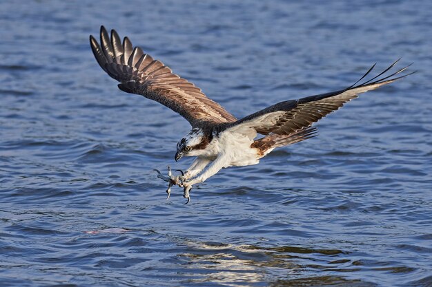 Águia-pescadora (pandion haliaetus)