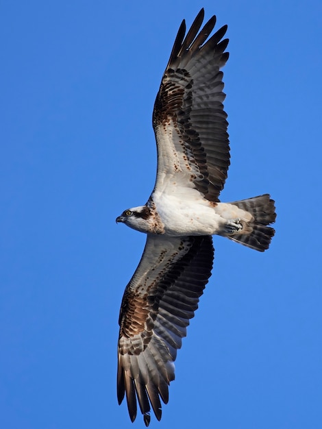 Águia-pescadora (pandion haliaetus)