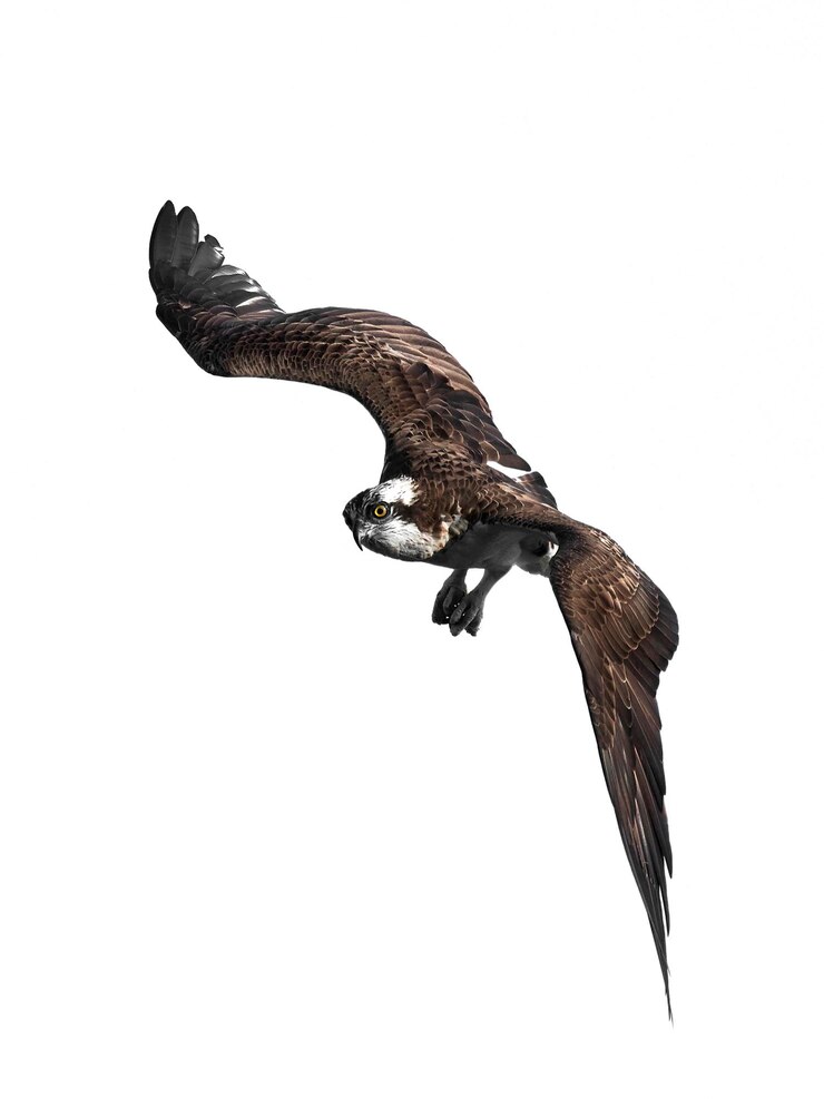 Foto águia-pescadora pandion haliaetus