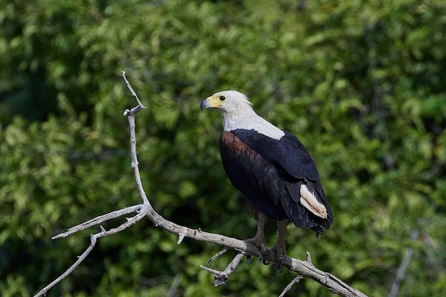 Águia pesqueira africana Haliaeetus vocifer