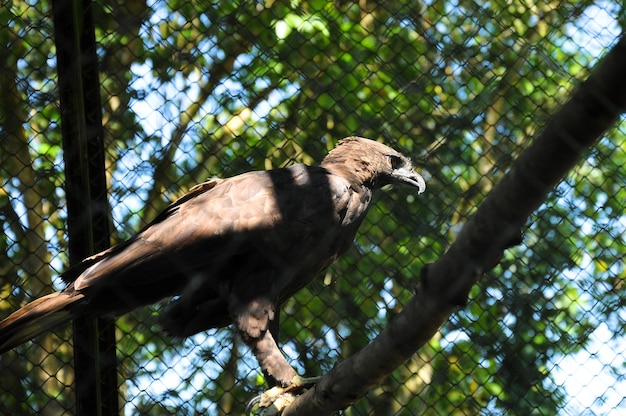 Foto Águia sozinha numa gaiola