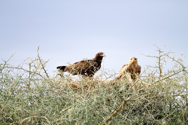 Águias tawny fecham. parque nacional serengeti