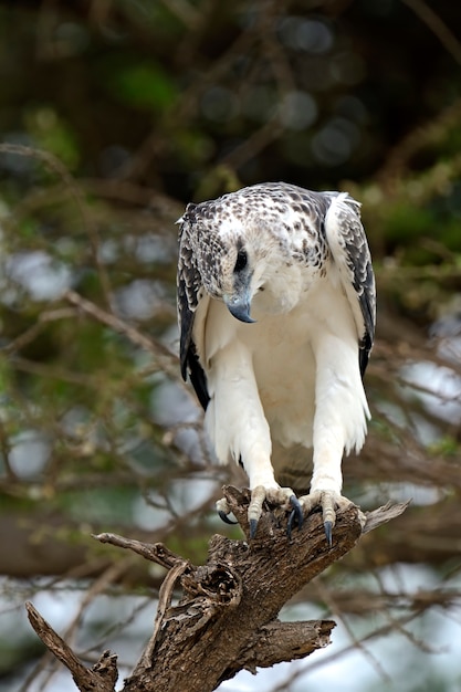 Foto un águila africana encaramado sobre una acacia