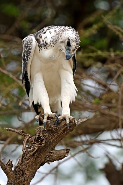 Foto un águila africana encaramado sobre una acacia