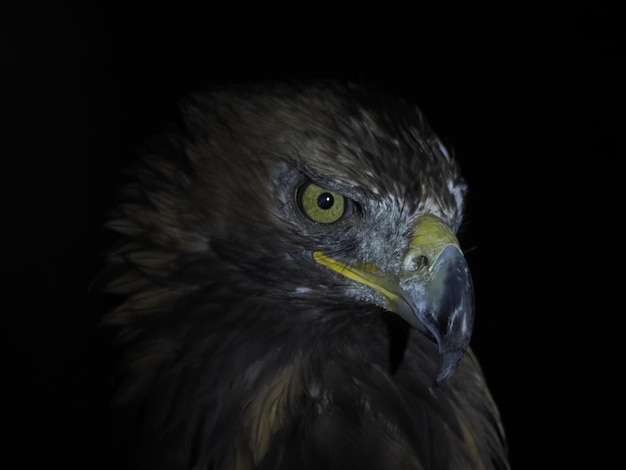 Águila Aquila chrysaetos aislado en negro