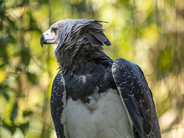 El águila arpía (Harpia harpyja) con naturaleza verde bokeh como fondo.
