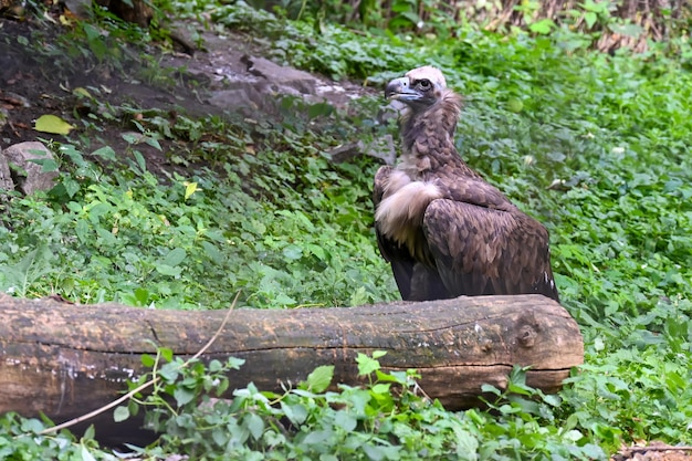 el águila buitre se sienta cerca de un tronco